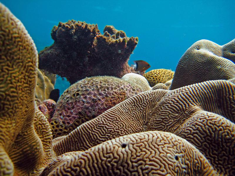 Corals at Haputo, Guam