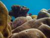 Corals at Haputo, Guam