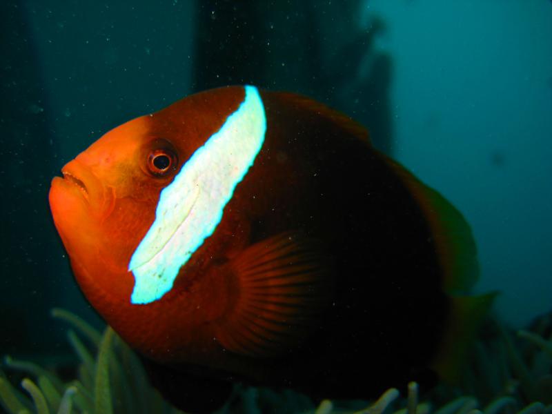 Clown Fish (Guam)