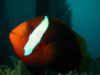 Clown Fish (Guam)