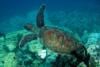 Turtle at Gab Gab Beach (Guam)