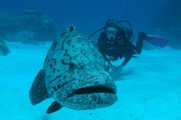 GBR