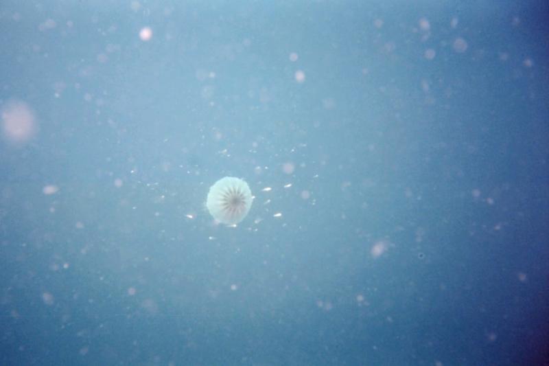 Jellyfish-topside