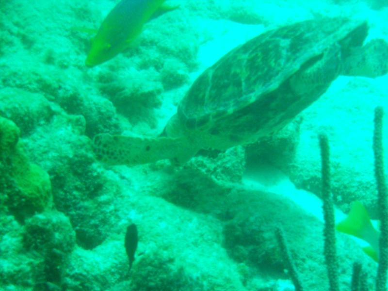 Bonaire turtle