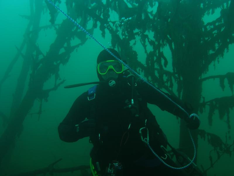 underwater forest at the pitt’s