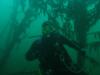 underwater forest at the pitt’s