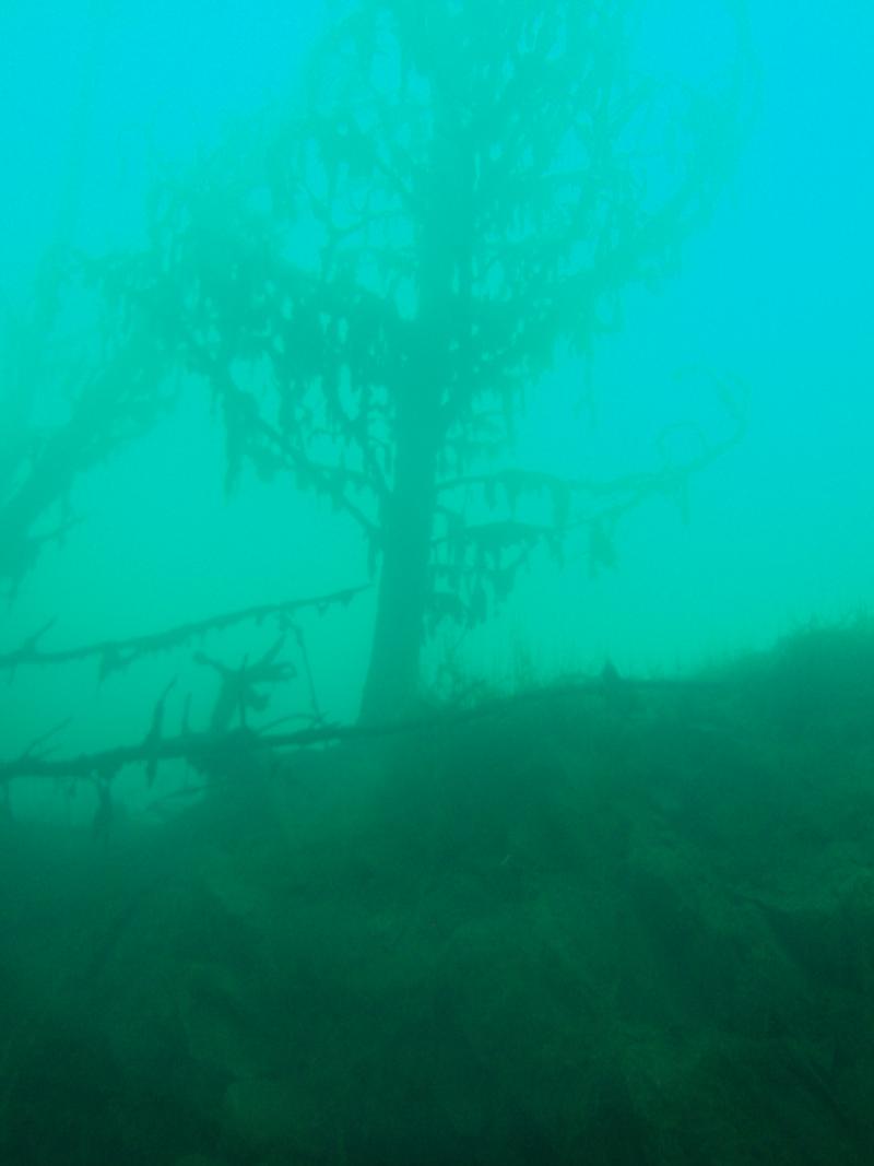 another 1 of the underwater forest