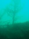 another 1 of the underwater forest