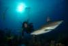 Great shark dive