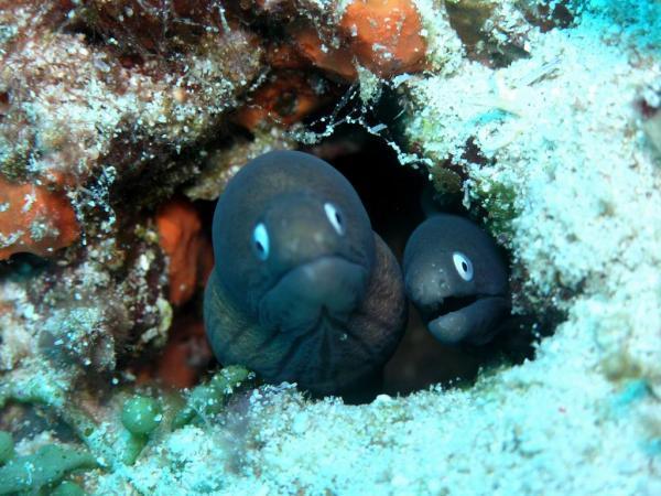 white eel ..taken in Cebu diving point