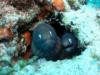 white eel ..taken in Cebu diving point