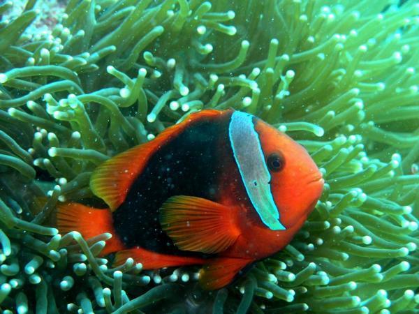 My bestfren under the sea..