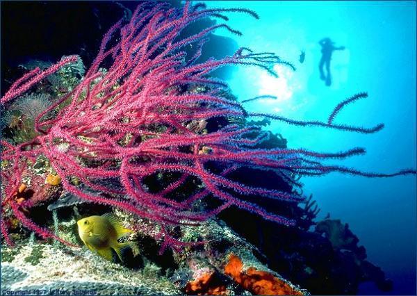 Tubattaha Reef, Palawan