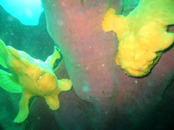 I thought they are stone fish,Im stupid..hehe Frogfish couple