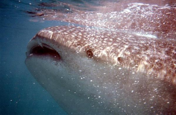 I wanna swim with whale sharks..here he is...