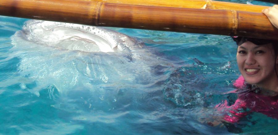 swimming with whalesharks