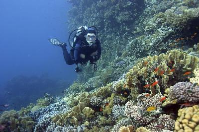 Diver