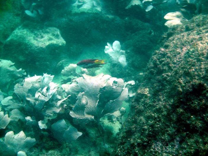 fish