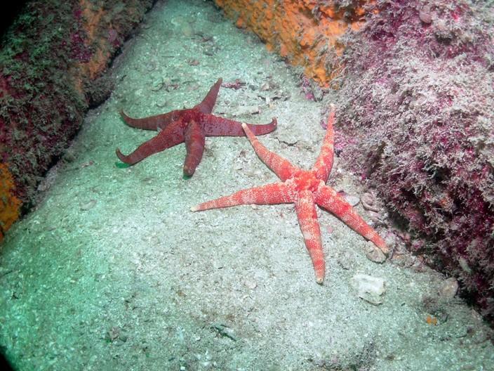 star Fish