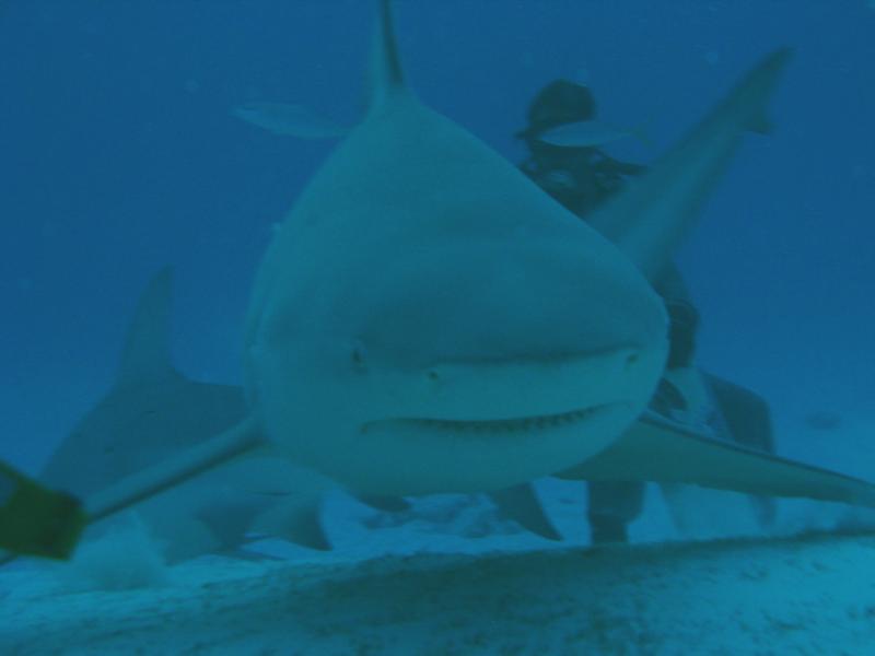 bull shark