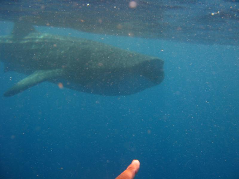 whale shark