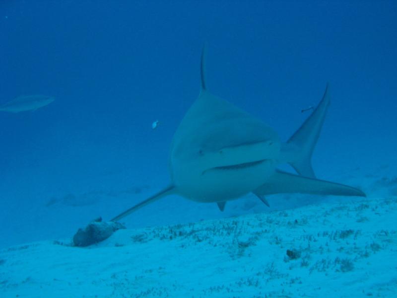 bull shark