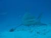 bull shark