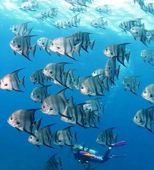 Spade fish at an oil rig