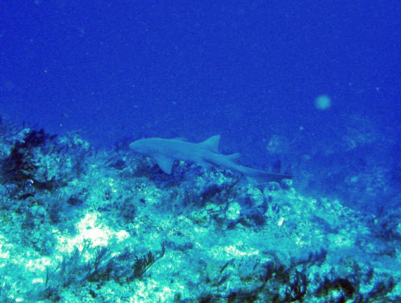 Nurse shark