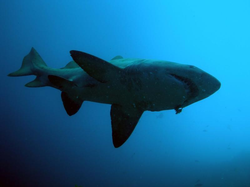 Grey Nurse Shark - Fish Rick Cave