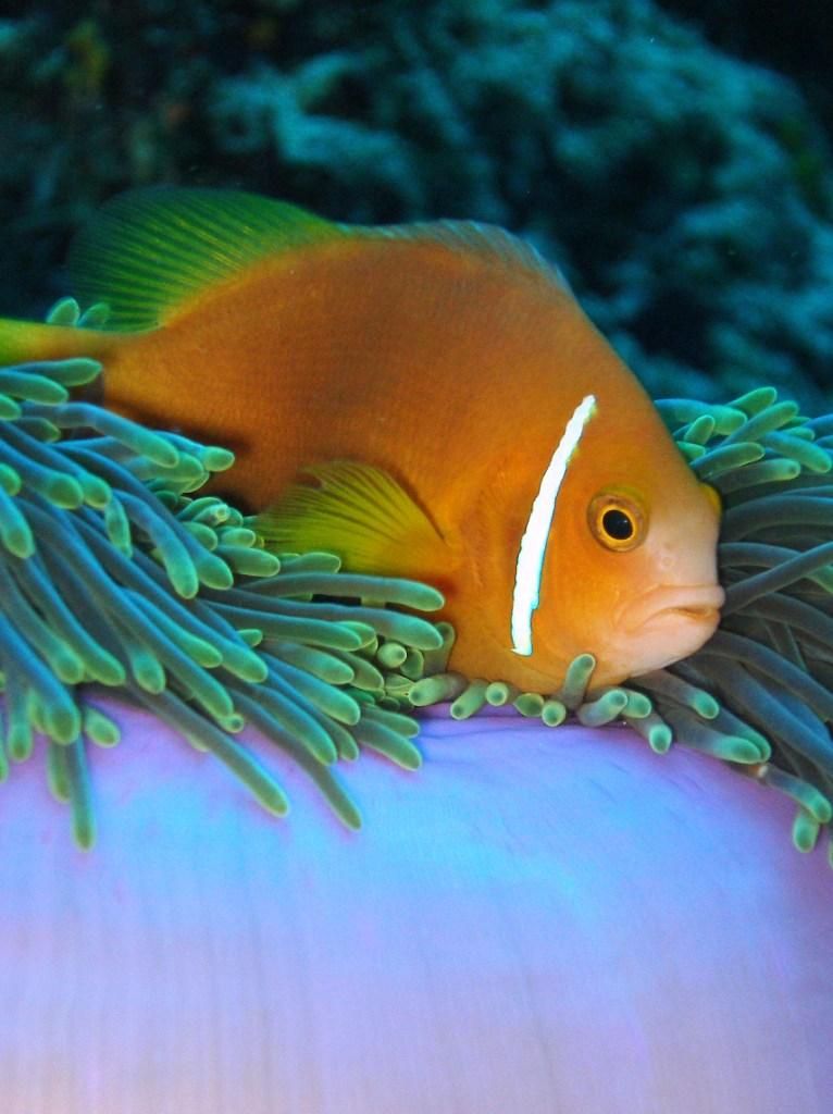 Clownfish - Maldives