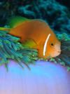 Clownfish - Maldives