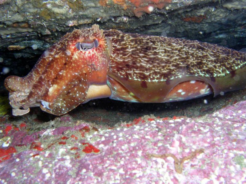 Giant Cuttlefish - Sydney