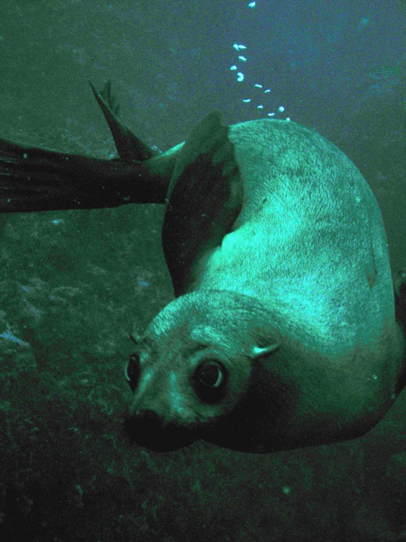 Seal diving - Jervis bay, Australia