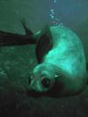 Seal diving - Jervis bay, Australia