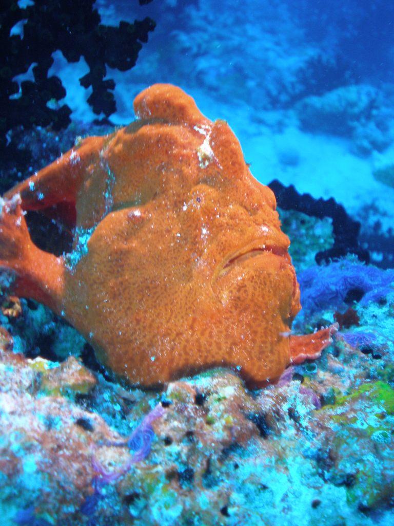 Frogfish - Maldives