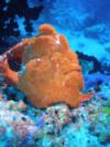 Frogfish - Maldives