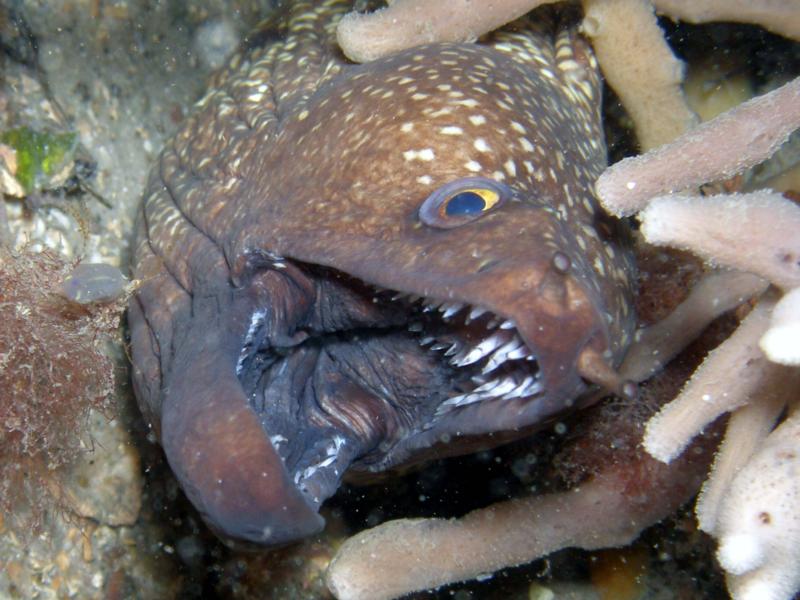 Moray Eel - Nelson Bay, Australia