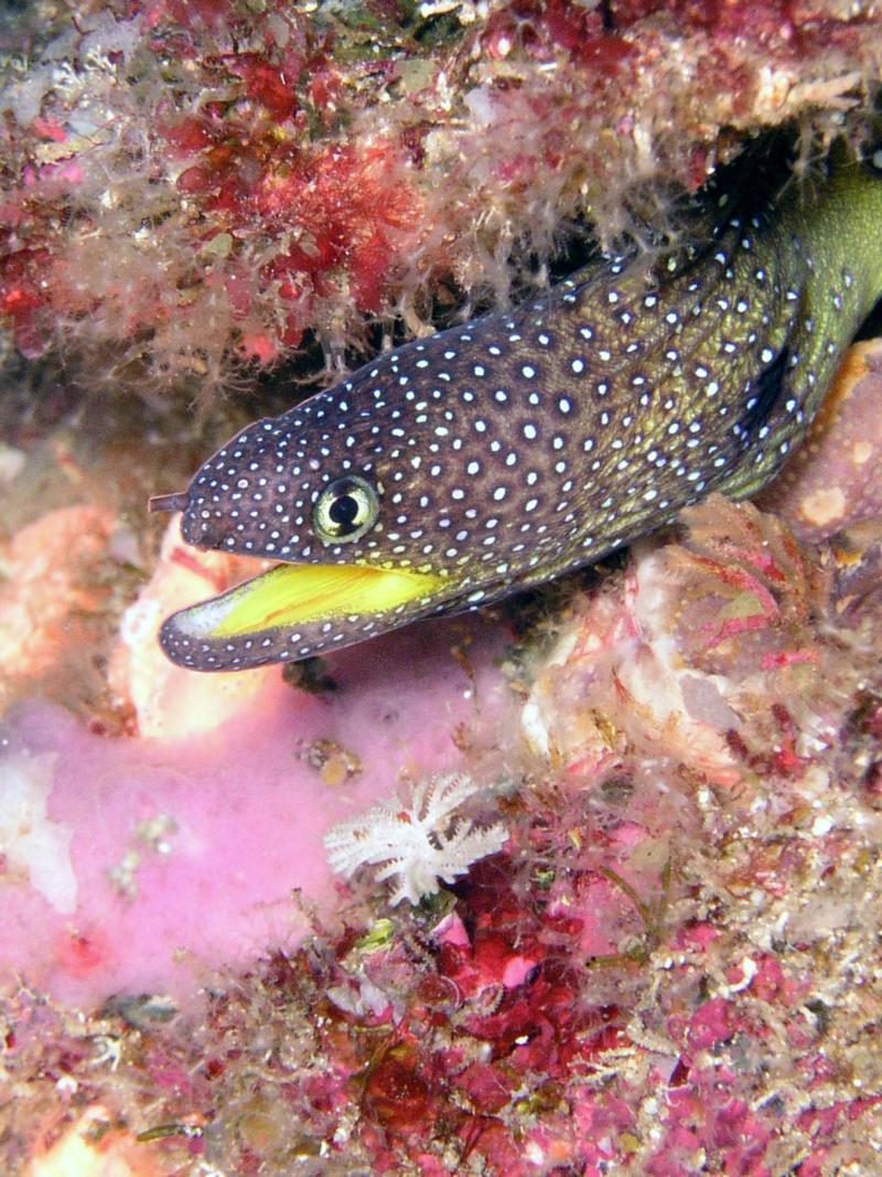 Moray eel - S.Solitary Islands, Australia