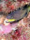 Moray eel - S.Solitary Islands, Australia