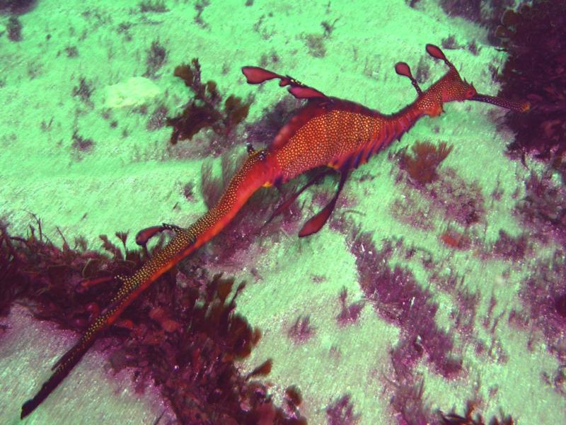 Weedy Seadragon - Sydney Australia