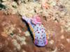 Nudibranch - Sydney Australia