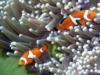 Clownfish - Great barrier reef, Australia