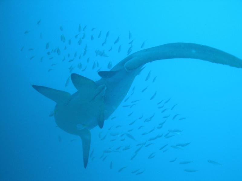 Grey Nurse Shark - Fish Rick Cave