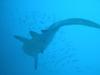 Grey Nurse Shark - Fish Rick Cave