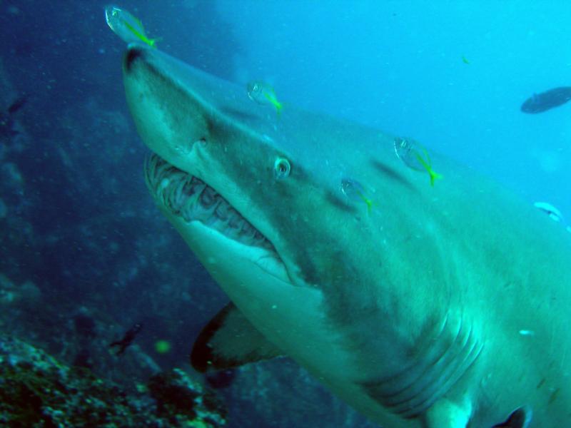 Grey Nurse Shark - S.Solitary Islands, Aus