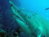 Grey Nurse Shark - S.Solitary Islands, Aus