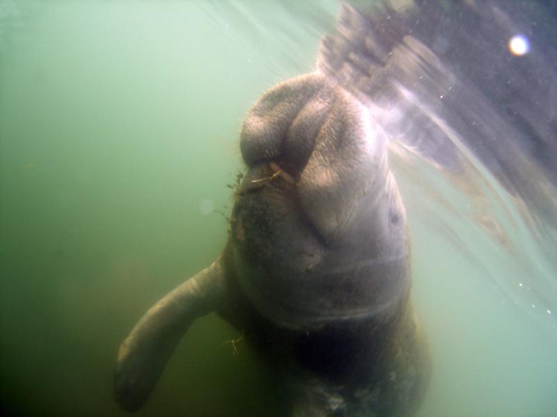 Manatee. Florida