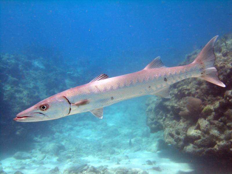 Barracuda, Florida Keys