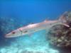 Barracuda, Florida Keys